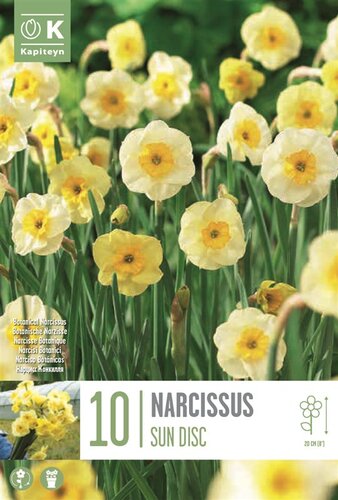 Narcissus Botanical Sundisc