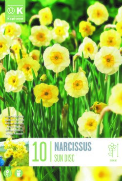 Narcissus Botanical Sundisc x 10