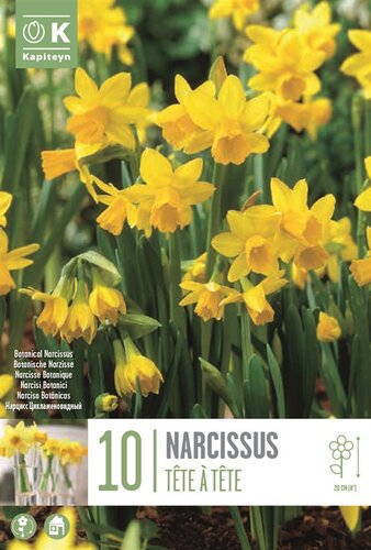 Narcissus Botanical Tete A Tete