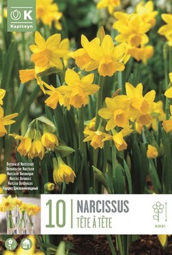 Narcissus Botanical Tete A Tete