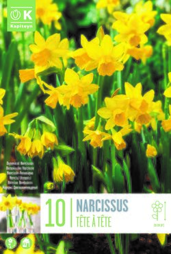 Narcissus Botanical Tete A Tete x 10