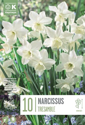 Narcissus Botanical Tresamble