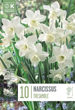 Narcissus Botanical Tresamble