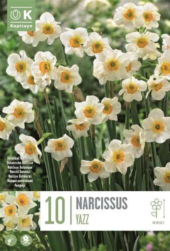 Narcissus Botanical Yazz