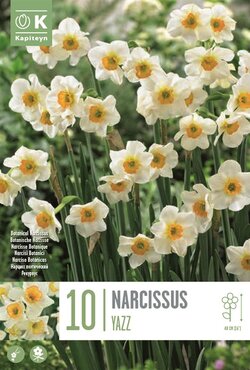 Narcissus Botanical Yazz