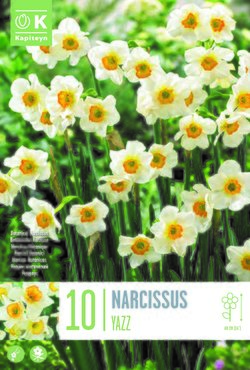 Narcissus Botanical Yazz x 10
