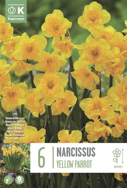 Narcissus Botanical Yellow Parrot