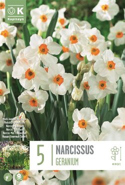 Narcissus Bunch Flowering Geranium
