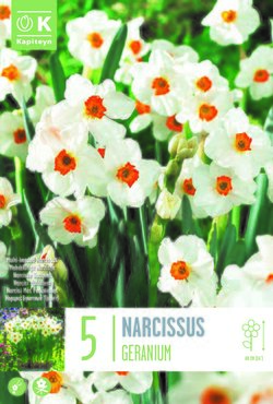 Narcissus Bunch Flowering Geranium x 5