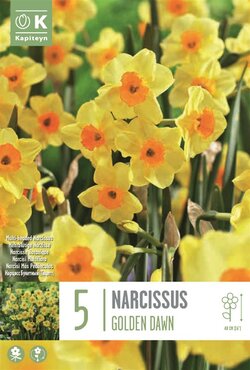 Narcissus Bunch Flowering Golden Dawn