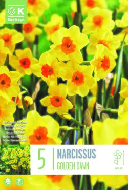 Narcissus Bunch Flowering Golden Dawn x 5