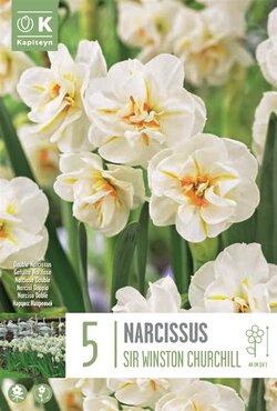 Narcissus Bunch Flowering Sir Winston Churchill