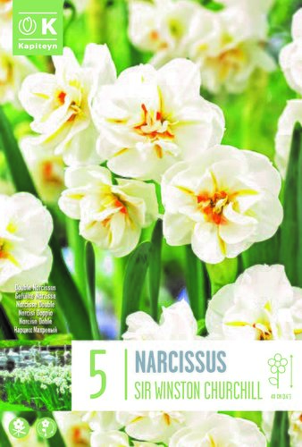 Narcissus Bunch Flowering Sir Winston Churchill x 5