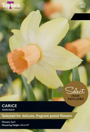 Narcissus Carice