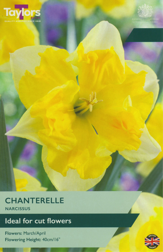 Narcissus Chanterelle