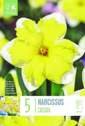 Narcissus Collar Cassata