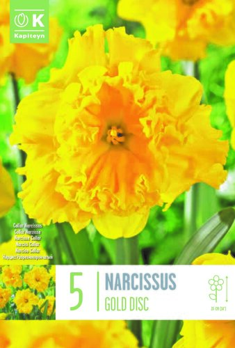 Narcissus Collar Gold Disc
