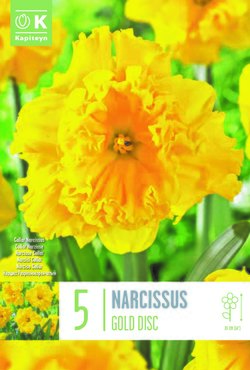 Narcissus Collar Gold Disc