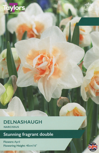 Narcissus Delnashaugh