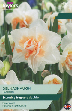 Narcissus Delnashaugh