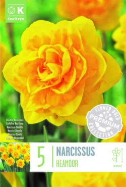 Narcissus Double Heamoor