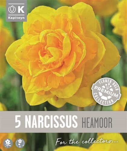 Narcissus Double Heamoor