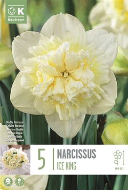 Narcissus Double Ice King