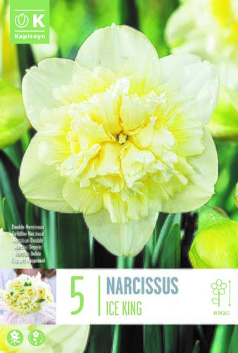 Narcissus Double Ice King x 5
