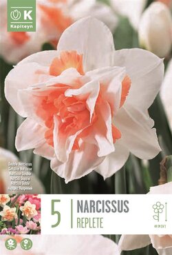 Narcissus Double Repete