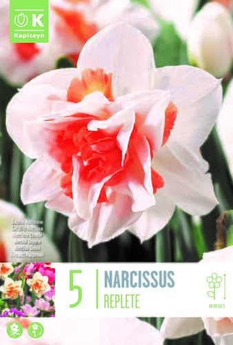 Narcissus Double Repete x 5