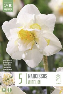 Narcissus Double White Lion
