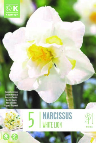 Narcissus Double White Lion x 5