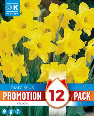 Narcissus Dutch Master Promo Pack