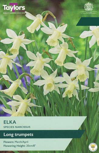 Narcissus Elka