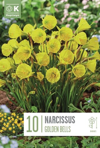 Narcissus Golden Bells