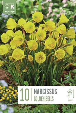 Narcissus Golden Bells