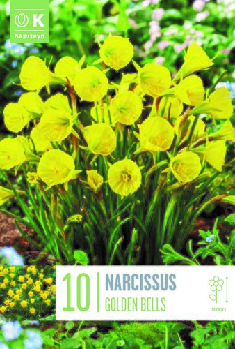 Narcissus Golden Bells x 10