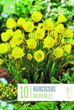 Narcissus Golden Bells x 10