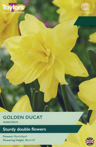 Narcissus Golden Ducat