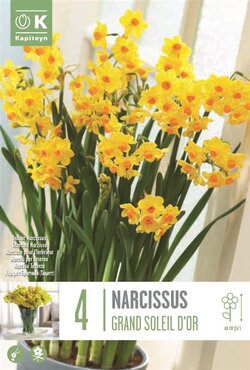 Narcissus Indoor Grand Soleil D'Or