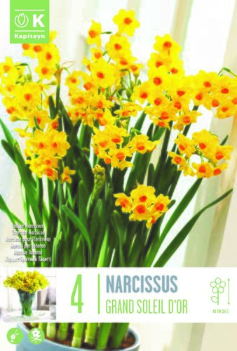 Narcissus Indoor Grand Soleil D'Or x 4