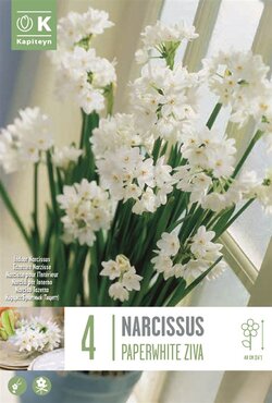 Narcissus Indoor Paperwhite Ziva
