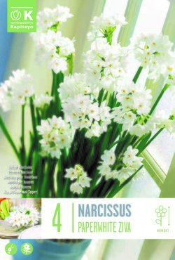 Narcissus Indoor Paperwhite Ziva x 4