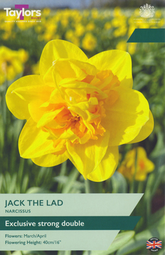 Narcissus Jack The Lad