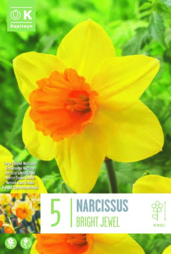 Narcissus Large Cupped Bright Jewel x 5