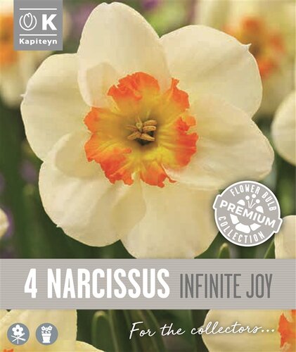 Narcissus Large Cupped Infinite Joy