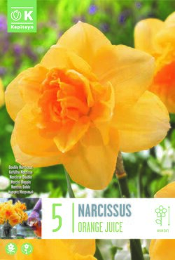 Narcissus Large Cupped Orange Juice x 5
