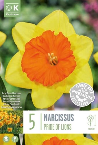 Narcissus Large Cupped Pride Of Lions