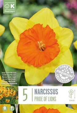 Narcissus Large Cupped Pride Of Lions