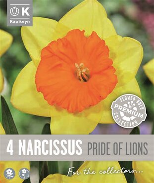 Narcissus Large Cupped Pride Of Lions
